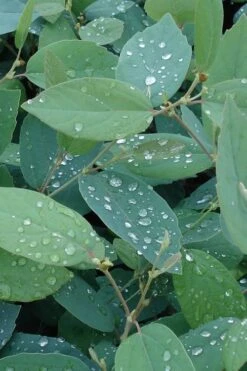 Blue Mist Fothergilla - 3 Gallon Pot -Garden Plant Shop Fothergilla Blue Mist 4