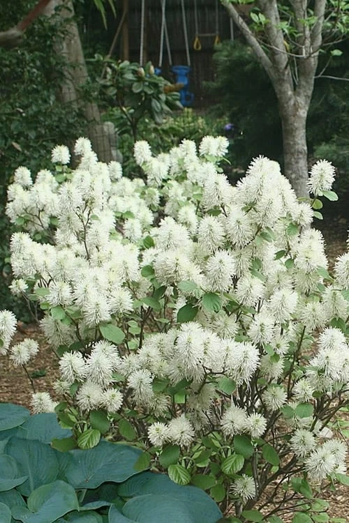 Mount Airy Fothergilla - 1 Gallon Pot 4 Mount Airy Fothergilla - 1 Gallon Pot - Image 4