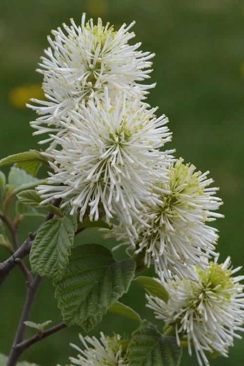 Mount Airy Fothergilla - 1 Gallon Pot 6 Mount Airy Fothergilla - 1 Gallon Pot - Image 6
