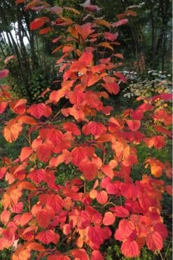 Mount Airy Fothergilla - 1 Gallon Pot 11 Mount Airy Fothergilla - 1 Gallon Pot -Garden Plant Shop Fothergilla Mount Airy 8