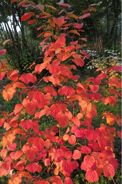 Mount Airy Fothergilla - 1 Gallon Pot 5 Mount Airy Fothergilla - 1 Gallon Pot - Image 5