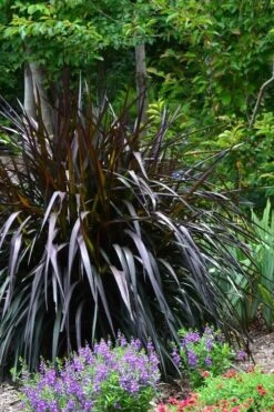 Princess Caroline Purple Fountain Grass (Pennisetum) - 1 Gallon Pot