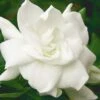 August Beauty Gardenia - 6 Pack Of 1 Gallon Pots