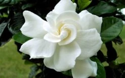 August Beauty Gardenia - 2.5 Quart Pot -Garden Plant Shop Gardenia August Beauty Flower Closeup 4