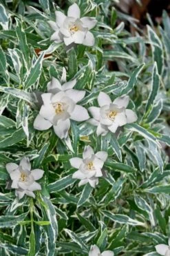 Variegated Creeping Dwarf Gardenia - 1 Gallon Pot