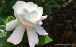 Crown Jewel Gardenia - 1 Gallon Pot -Garden Plant Shop Gardenia Crown Jewel 4