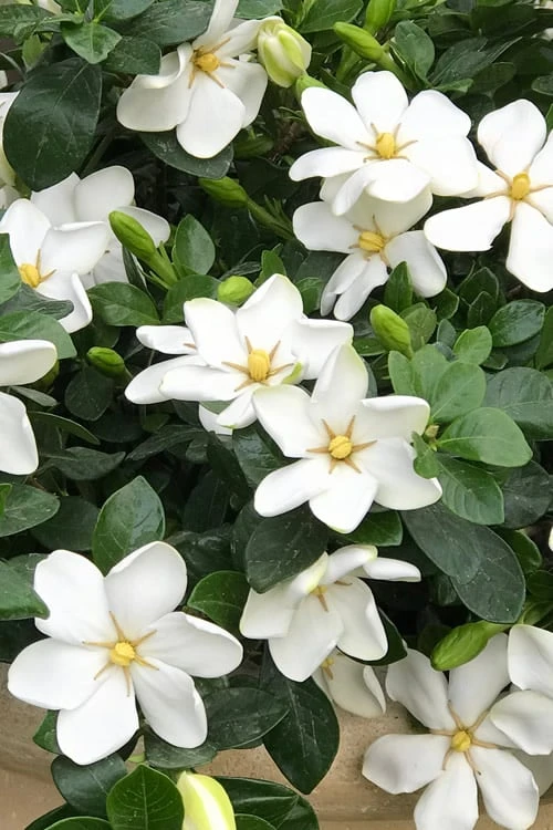 Hardy Fragrant Daisy Gardenia Bush - 1 Gallon Pot 1 Hardy Fragrant Daisy Gardenia Bush - 1 Gallon Pot