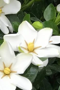 Hardy Fragrant Daisy Gardenia Bush - 3 Gallon Pot -Garden Plant Shop Gardenia Daisy 21 1