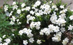 Hardy Fragrant Daisy Gardenia Bush - 1 Gallon Pot 11 Hardy Fragrant Daisy Gardenia Bush - 1 Gallon Pot -Garden Plant Shop Gardenia Daisy Blooms 2 2
