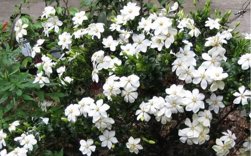 Hardy Fragrant Daisy Gardenia Bush - 2.5 Quart Pot 5 Hardy Fragrant Daisy Gardenia Bush - 2.5 Quart Pot - Image 5