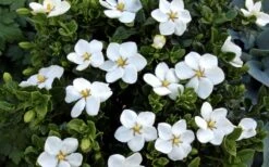 Hardy Fragrant Daisy Gardenia Bush - 1 Gallon Pot 13 Hardy Fragrant Daisy Gardenia Bush - 1 Gallon Pot -Garden Plant Shop Gardenia Daisy Blooms 3