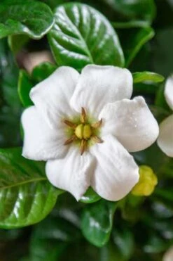 Diamond Spire Gardenia - 2 Gallon Pot 10 Diamond Spire Gardenia - 2 Gallon Pot -Garden Plant Shop Gardenia Diamond Spire 3 2