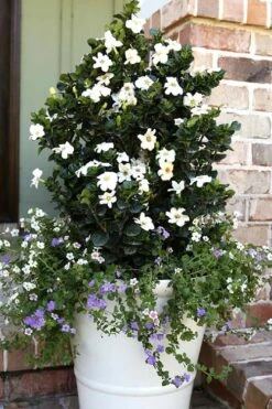 Diamond Spire Gardenia - 2 Gallon Pot 12 Diamond Spire Gardenia - 2 Gallon Pot -Garden Plant Shop Gardenia Diamond Spire 4 2