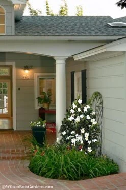 Diamond Spire Gardenia - 3 Gallon Pot -Garden Plant Shop Gardenia Diamond Spire 5