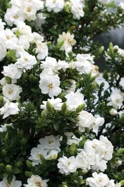 Double Mint Gardenia - 3 Gallon Pot -Garden Plant Shop Gardenia Double Mint 2 1