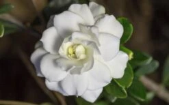 Double Mint Gardenia - 3 Gallon Pot -Garden Plant Shop Gardenia Double Mint 6 1