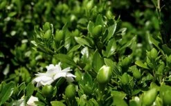 Double Mint Gardenia - 1 Gallon Pot -Garden Plant Shop Gardenia Double Mint 7 2