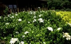 Double Mint Gardenia - 3 Gallon Pot -Garden Plant Shop Gardenia Double Mint 8 1