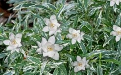 Variegated Creeping Dwarf Gardenia - 3 Gallon Pot -Garden Plant Shop Gardenia Dwarf Radicans Variegated 3