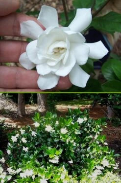 Fall In Love Cold Hardy Gardenia - 1 Gallon Pot 10 Fall In Love Cold Hardy Gardenia - 1 Gallon Pot -Garden Plant Shop Gardenia Fall In Love BS