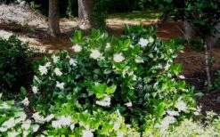 Fall In Love Cold Hardy Gardenia - 1 Gallon Pot 11 Fall In Love Cold Hardy Gardenia - 1 Gallon Pot -Garden Plant Shop Gardenia Fallin In Love Shrub