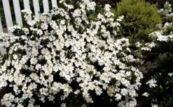 Heaven Scent Gardenia - 6 Pack Of 1 Gallon Pots 9 Heaven Scent Gardenia - 6 Pack Of 1 Gallon Pots -Garden Plant Shop Gardenia Heaven Scent 17 1