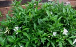 Radicans Creeping Dwarf Gardenia - 3 Gallon Pot 14 Radicans Creeping Dwarf Gardenia - 3 Gallon Pot -Garden Plant Shop Gardenia Radicans 53