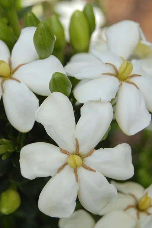 ScentAmazing Gardenia - 2 Gallon Pot 1 ScentAmazing Gardenia - 2 Gallon Pot