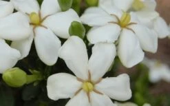 ScentAmazing Gardenia - 1 Gallon Pot -Garden Plant Shop Gardenia Scentamazing 20