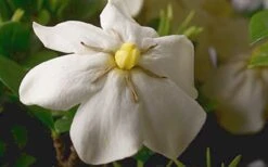 ScentAmazing Gardenia - 2 Gallon Pot 11 ScentAmazing Gardenia - 2 Gallon Pot -Garden Plant Shop Gardenia Scentamazing Closeup 1