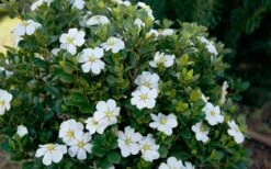 ScentAmazing Gardenia - 2 Gallon Pot 10 ScentAmazing Gardenia - 2 Gallon Pot -Garden Plant Shop Gardenia Scentamazing Shrub 1