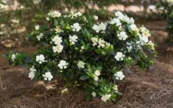 Sweet Tea Gardenia - 3 Gallon Pot -Garden Plant Shop Gardenia Sweet Tea 5