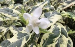 Variegated August Beauty Gardenia - 1 Gallon Pot -Garden Plant Shop Gardenia Variegated 1 1