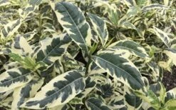 Variegated August Beauty Gardenia - 3 Gallon Pot -Garden Plant Shop Gardenia Variegated 2