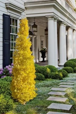 Sky Tower Ginkgo Maidenhair Tree (Male) - 7 Gallon Pot -Garden Plant Shop Ginkgo Sky Tower 1