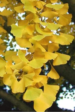 Sky Tower Ginkgo Maidenhair Tree (Male) - 5 Gallon Pot -Garden Plant Shop Ginkgo Sky Tower 2 2