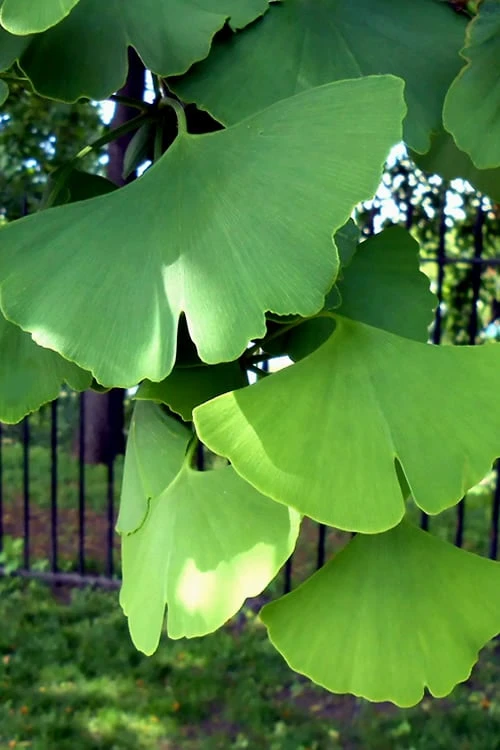 Ginkgo Maidenhair Tree (Male) - 2 Gallon Pot 7 Ginkgo Maidenhair Tree (Male) - 2 Gallon Pot - Image 7
