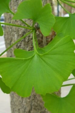 Sky Tower Ginkgo Maidenhair Tree (Male) - 7 Gallon Pot -Garden Plant Shop Ginkgo Tree 11 2