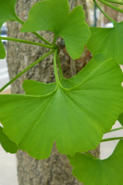 Ginkgo Maidenhair Tree (Male) - 3 Gallon Pot 5 Ginkgo Maidenhair Tree (Male) - 3 Gallon Pot - Image 5