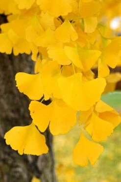 Ginkgo Maidenhair Tree - 5 Gallon Pot 10 Ginkgo Maidenhair Tree - 5 Gallon Pot -Garden Plant Shop Ginkgo Tree 14 1