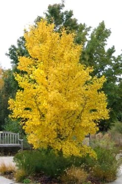 Ginkgo Maidenhair Tree (Male) - 3 Gallon Pot 12 Ginkgo Maidenhair Tree (Male) - 3 Gallon Pot -Garden Plant Shop Ginkgo Tree 16 2