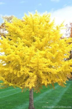 Ginkgo Maidenhair Tree - 5 Gallon Pot