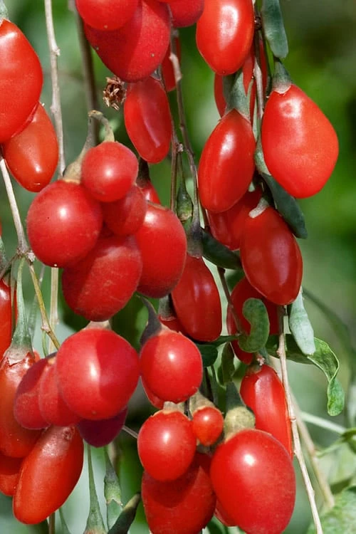 Goji Berry Plant - Lycium Barbarum - 1 Gallon Pot 1 Goji Berry Plant - Lycium Barbarum - 1 Gallon Pot