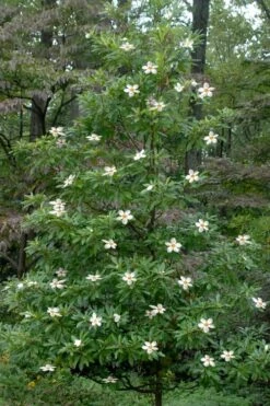 Sweet Tea Mountain Gordlinia - 3 Gallon Pot -Garden Plant Shop Gordlinia Sweet Tea 12