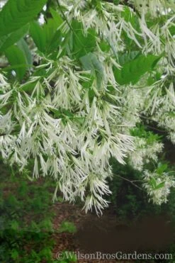 Grancy Graybeard - White Fringe Tree - 3 Gallon Pot -Garden Plant Shop Grancy Graybeard Tree 30 1