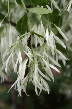 Grancy Graybeard - White Fringe Tree - 3 Gallon Pot -Garden Plant Shop Grancy Graybeard Tree 32 1