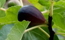 Black Mission Fig Tree - 3 Gallon Pot -Garden Plant Shop Grape Black Mission 50 1