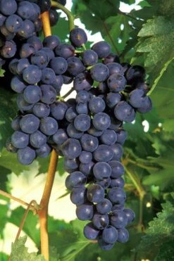 Concord Seedless Grape Vine - 1 Gallon Pot