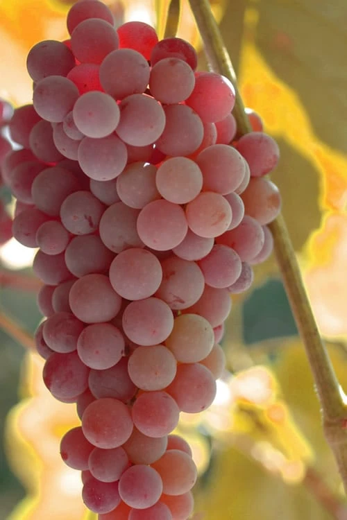 Reliance Red Seedless Grape Vine - 2 Gallon Pot 1 Reliance Red Seedless Grape Vine - 2 Gallon Pot