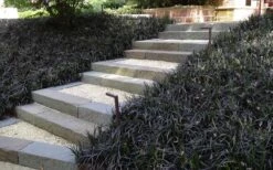 Black Mondo Grass - Ophiopogon Planiscapus 'Nigrescens' - 6 Pack Of 1 Gallon Pots -Garden Plant Shop Grass Mondo Black 4